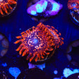 Utter Chaos Zoanthids Coral