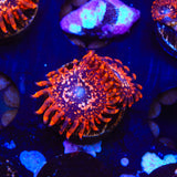 Utter Chaos Zoanthids Coral