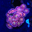 Halle Berry Zoanthids Coral