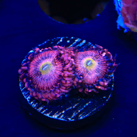 Halle Berry Zoanthids Coral