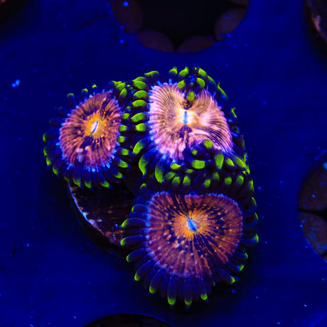 WWC Nirvana Zoanthids Coral