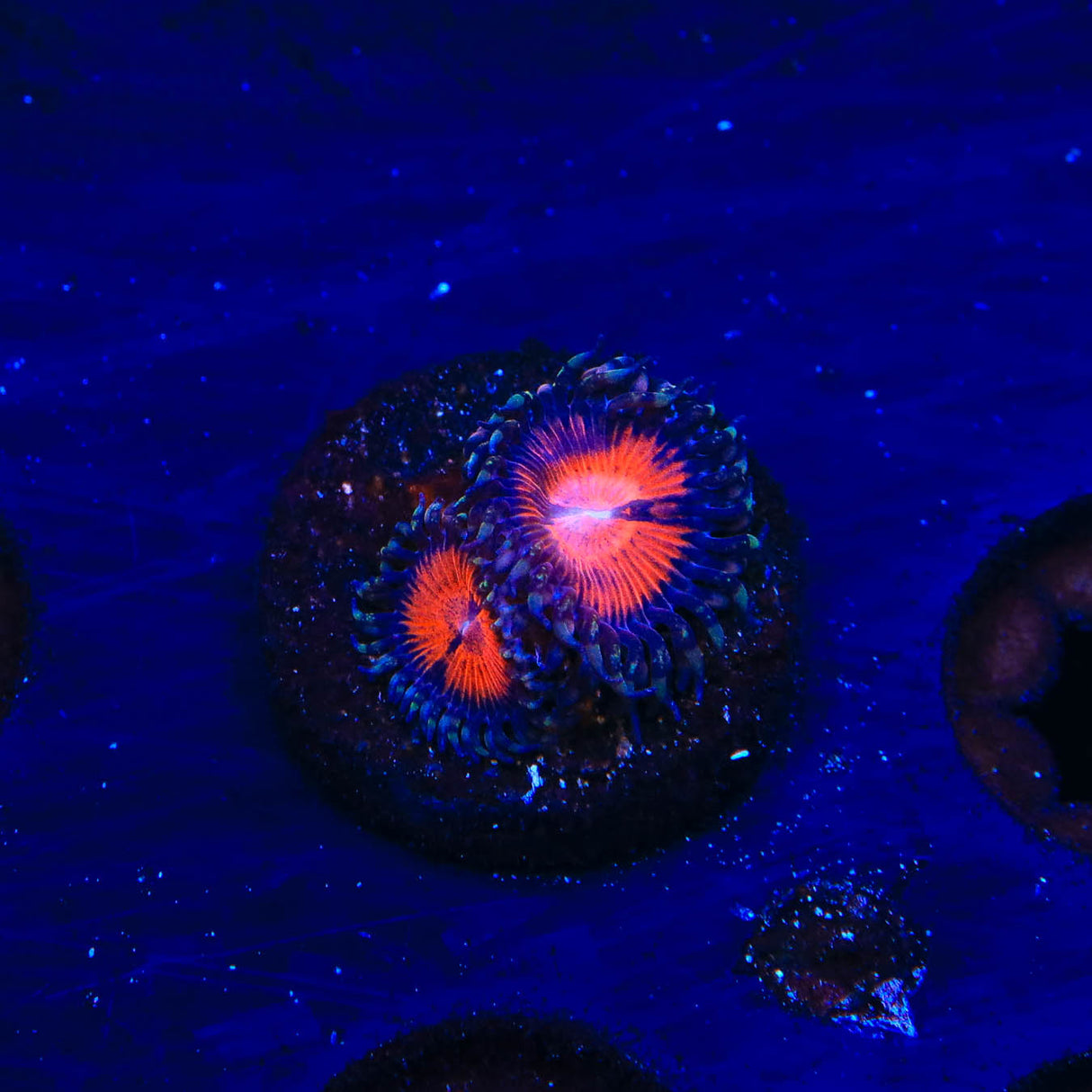 WWC Bloodsucker Zoanthids Coral - Top Shelf Aquatics