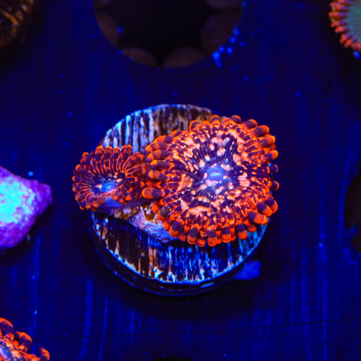 Utter Chaos Zoanthids Coral