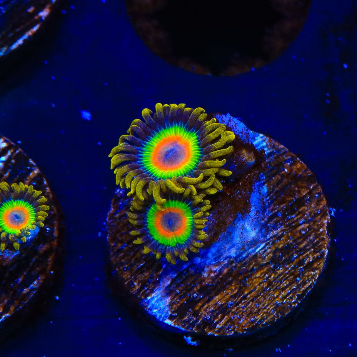 Rasta Zoanthids Coral