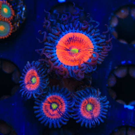 Everlasting Gobstopper Zoanthids Coral