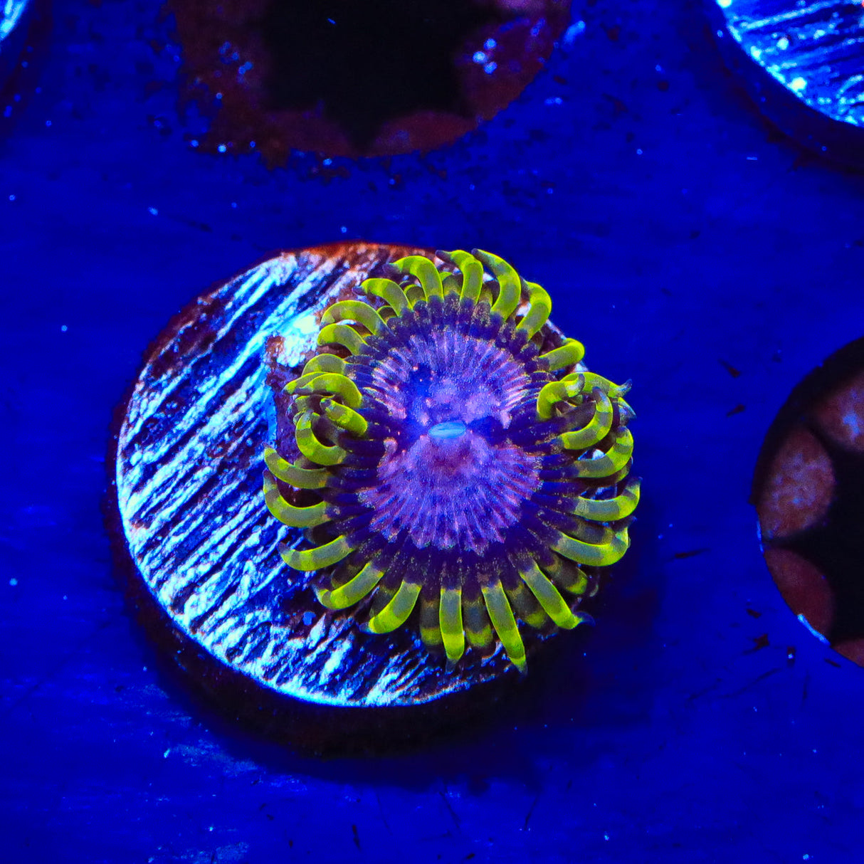 WWC Purple Monster Zoanthids Coral - Top Shelf Aquatics