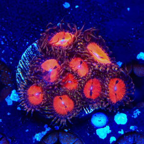 WWC Bloodsucker Zoanthids Coral