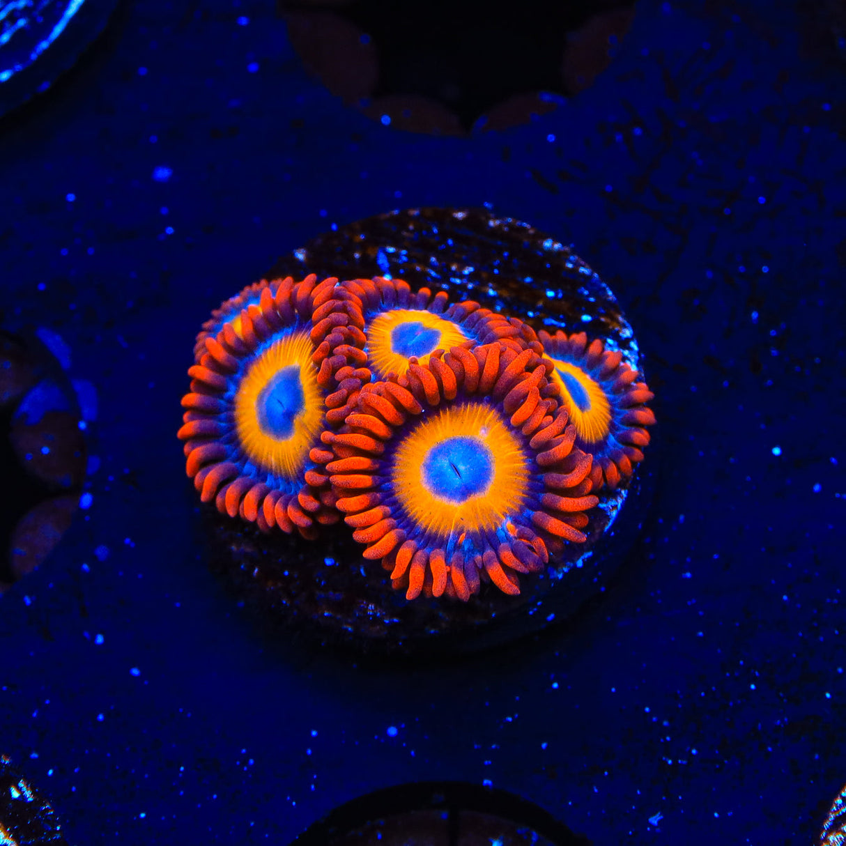 Blue Eye Blondie Zoanthids Coral