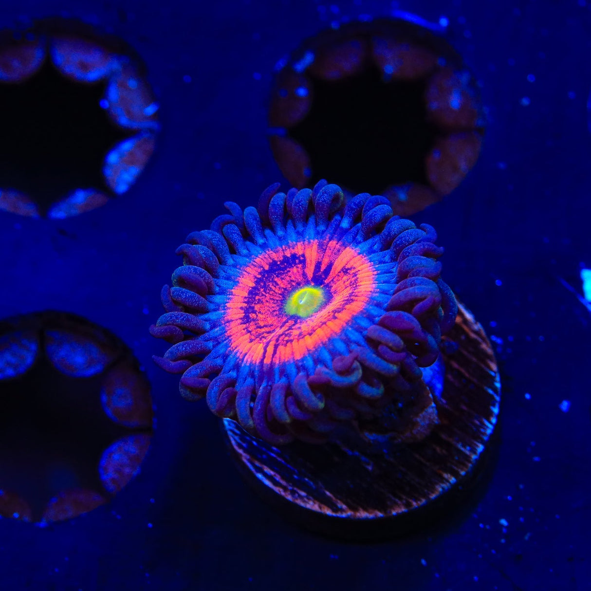 Everlasting Gobstopper Zoanthids Coral