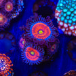 Everlasting Gobstopper Zoanthids Coral