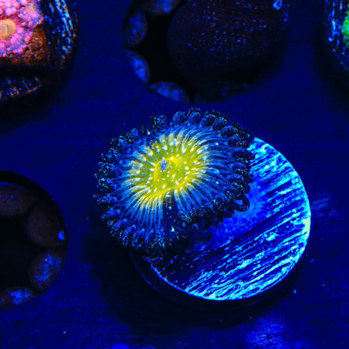 TSA Frozen Apple Zoanthids Coral