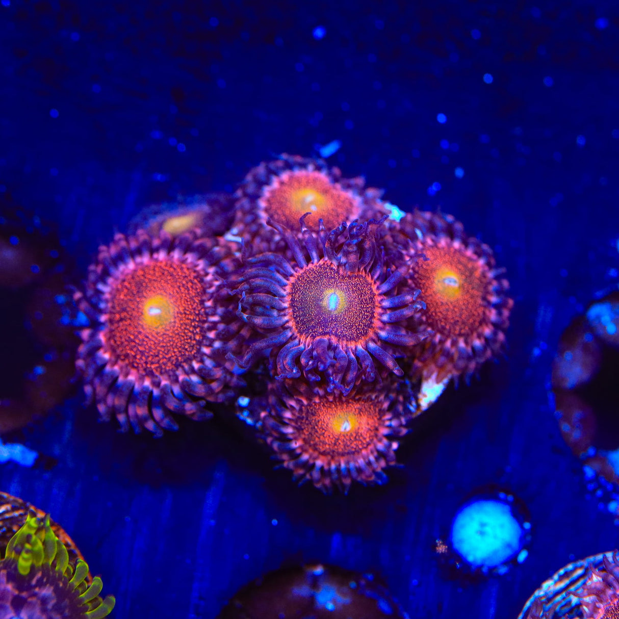 Mohawk Zoanthids Coral