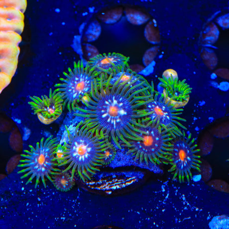 JF Daisy Cutter Zoanthids Coral