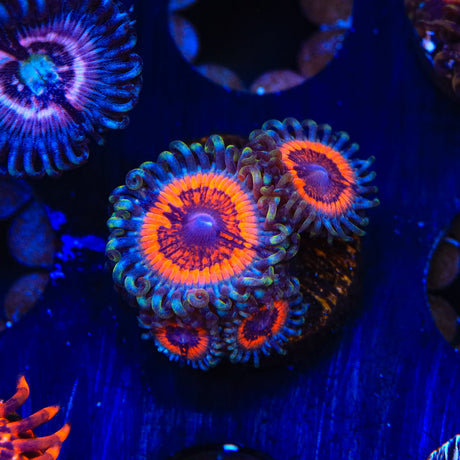 Armor of God Zoanthids Coral