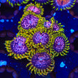 WWC Purple Monster Zoanthids Coral