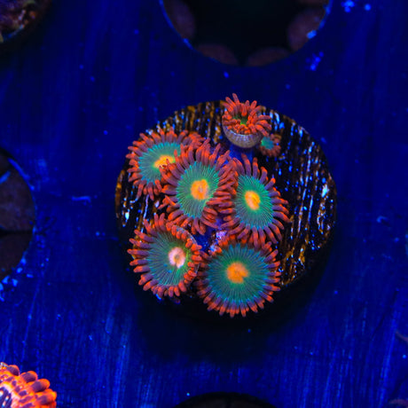 Gatorade Zoanthids Coral