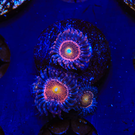 Mohawk Zoanthids Coral
