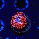 Utter Chaos Zoanthids Coral