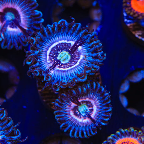 TSA Helter Skelter Zoanthids Coral