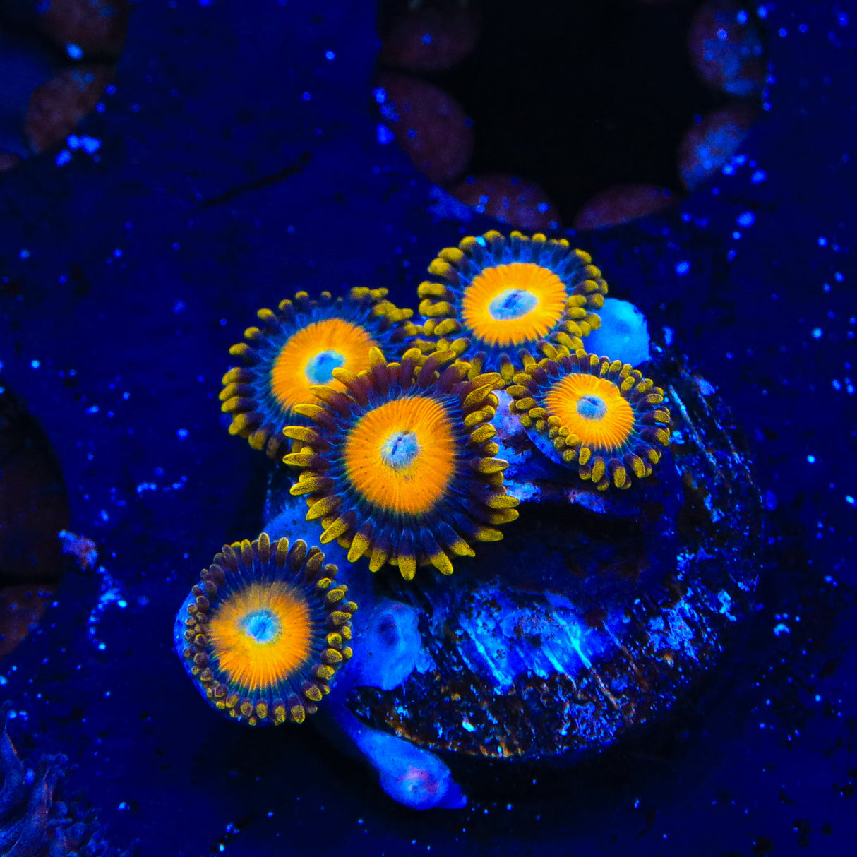Scrambled Eggs Zoanthids Coral - Top Shelf Aquatics