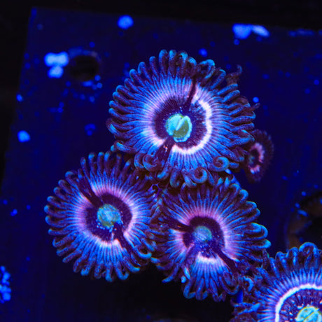 TSA Helter Skelter Zoanthids Coral