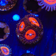 WWC Bloodsucker Zoanthids Coral