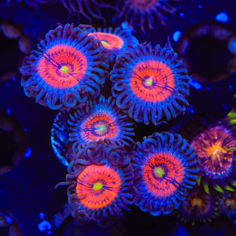 Everlasting Gobstopper Zoanthids Coral