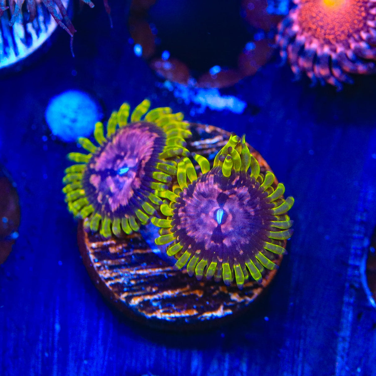 WWC Purple Monster Zoanthids Coral