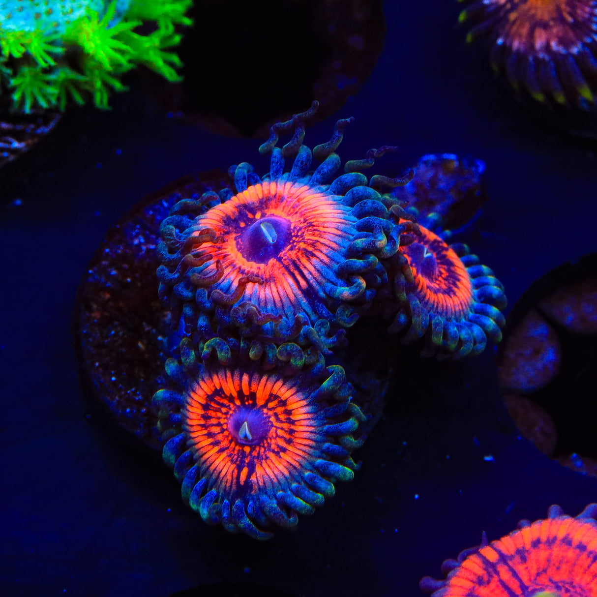 Armor of God Zoanthids Coral - Top Shelf Aquatics