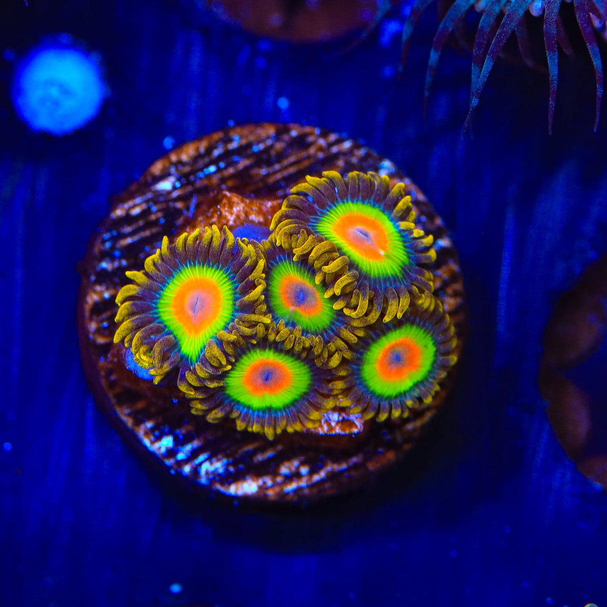 Rasta Zoanthids Coral