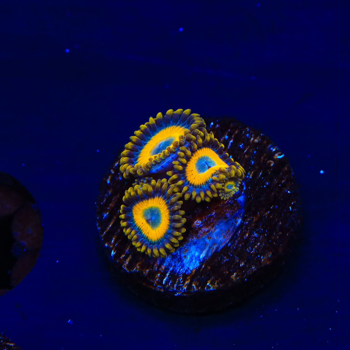 Scrambled Eggs Zoanthids Coral