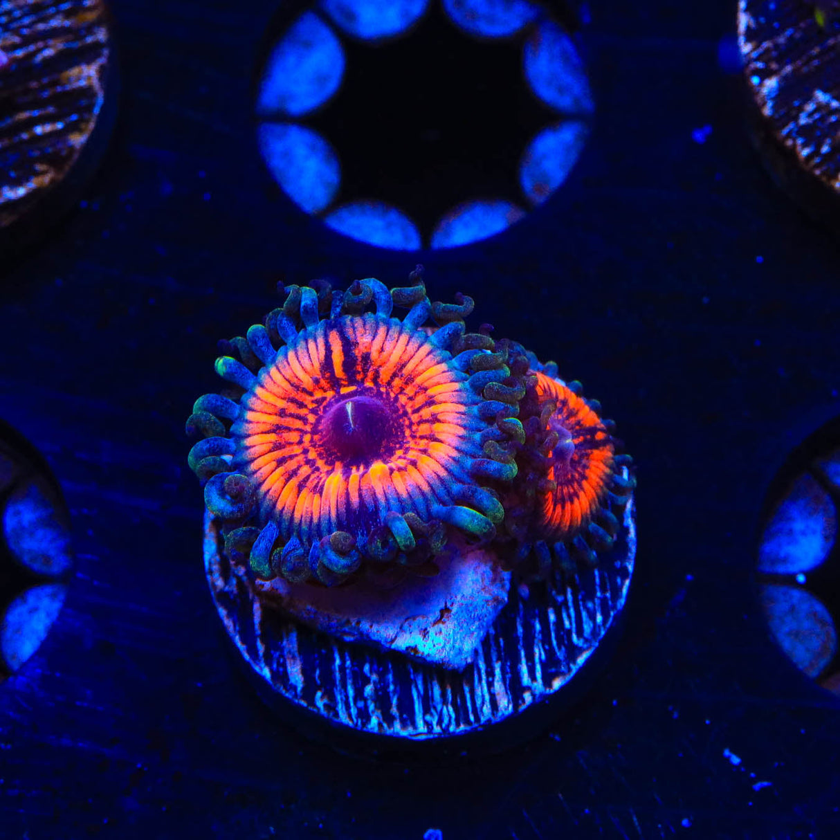Everlasting Gobstopper Zoanthids Coral - Top Shelf Aquatics