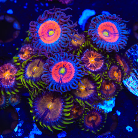 Everlasting Gobstopper and Nirvana Combo Zoanthids Coral