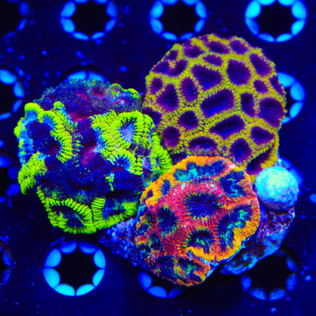 Yellow Sub, Wolverine and Black Mamba Combo Favia Colony Coral