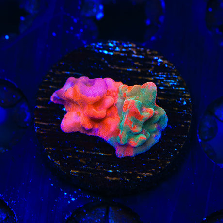 TSA Fruit Swirl Tricolor Grafted Setosa Montipora Coral