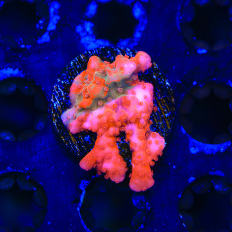 TSA Fruit Swirl Tricolor Grafted Setosa Montipora Coral