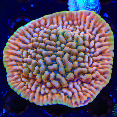 TSA Kaboom Montipora Coral