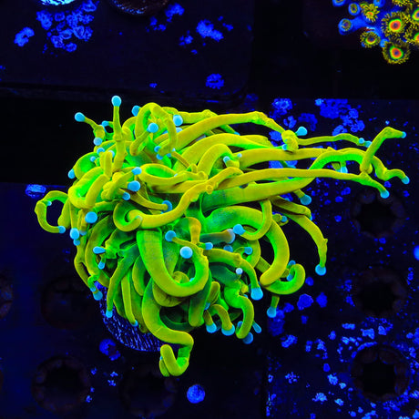 TSA Baby Grail Torch Coral