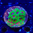 UC Fascination Favia Colony Coral