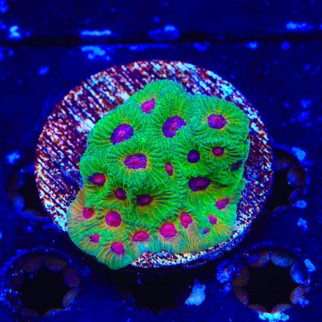 UC Fascination Favia Colony Coral