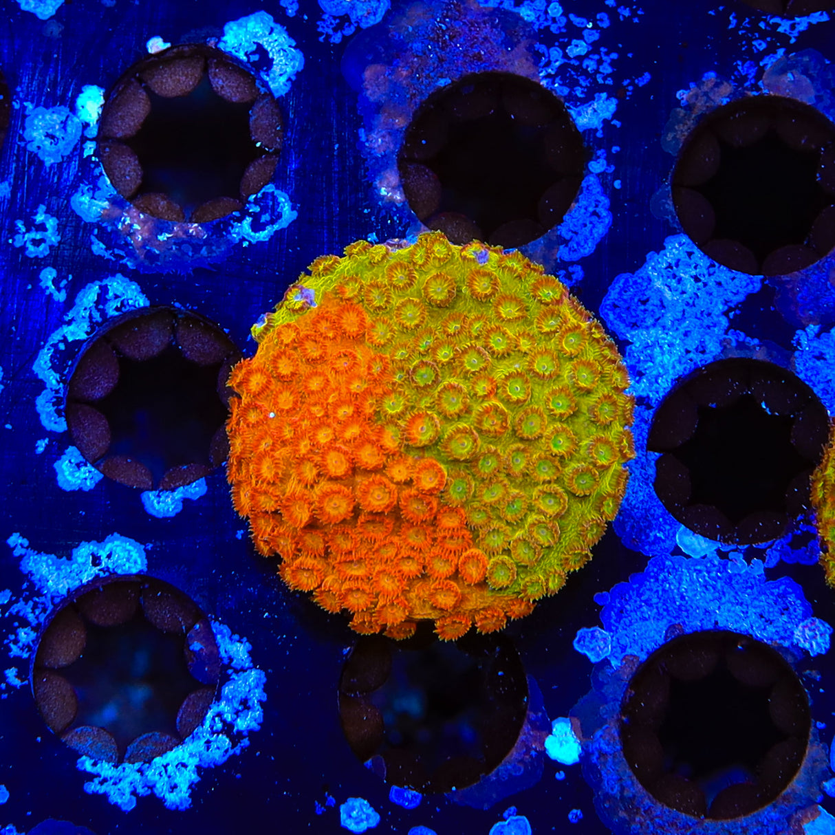 TSA Tropicana Twist Cyphastrea XL Frag Coral