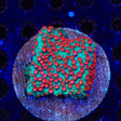 WWC Jingle Bells Cyphastrea Coral