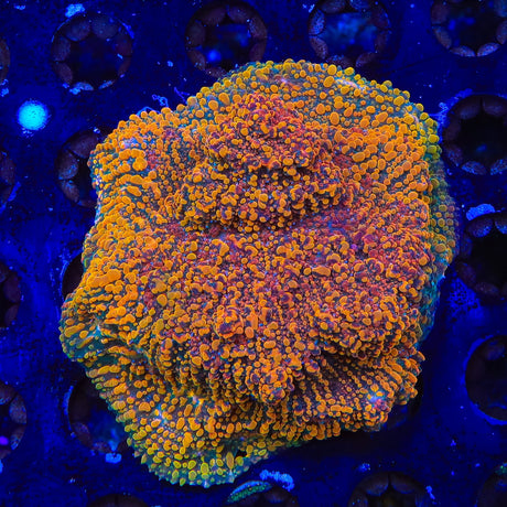 CC Cloudberry Chalice Coral