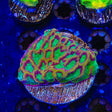 TSA Pandemic Favia Coral