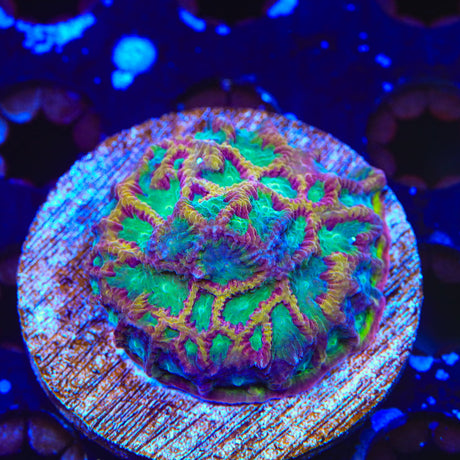 TSA Pandemic Favia Colony Coral