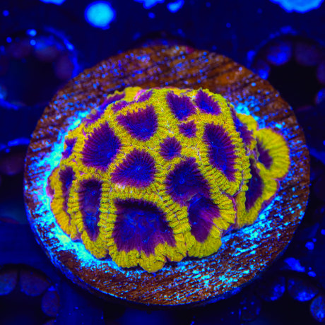 TSA Wolverine Favia Colony Coral