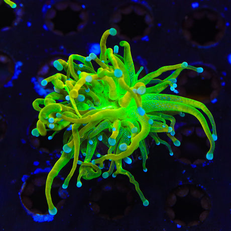 TSA Baby Grail Torch Coral