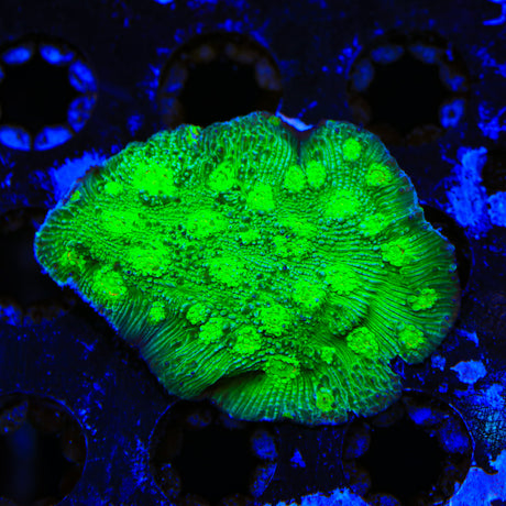 Hollywood Stunner Chalice XL Frag Coral