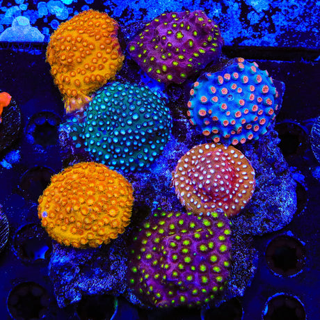 Combo Cyphastrea Colony Coral