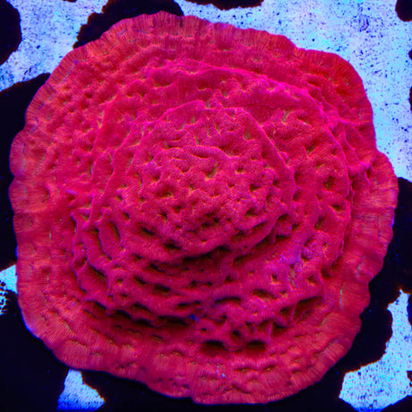 TSA Blood Simple Leptoseris Colony Coral